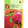 2 stuks - Hortitops - Celosia Cristata Nana Gem.