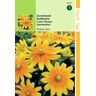 2 stuks - Hortitops - Rudbeckia Hirta Prairie Sun