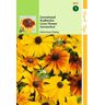 2 stuks - Hortitops - Rudbeckia Hirta Gloriosa Daisy Gemengd