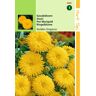 2 stuks - Hortitops - Calendula Officinalis Golden Emperor Goudgeel