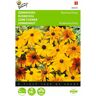 2 stuks - Buzzy - Rudbeckia hirta Gloriosa Daisy Gemengd