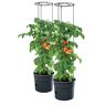 PAFEN 2 x tomaten-plantenbak 295 x 1152 mm Tomato Grower Planten tomaten tuin terras