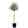 Sunny Tree Olijfboom op stam 160 centimeter hoog groenblijvende olijfboom winterhard tot -18, A+ Olea europea