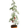 bellissa 90400 Tomatentoren, klimhulp voor tomaten en komkommers, plantenstok diameter 13 cm, hoogte 120 cm, 9-delige set