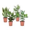 Plant in a Box Oersterke Kamerplanten Mix Set van 4 Kamerplant Easy care planten Pot 12cm Hoogte 25-40cm