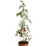 bellissa Tomatentoren 90401 klimhulp voor tomaten en komkommers steun voor het planten van groenten diameter 13 cm, hoogte 180 cm