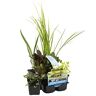 Bloomique 6x Zuiverende Vijverplanten Mix – Zone 2 & 3 – Onderhoudsvriendelijk ⌀9 cm 05-20 cm