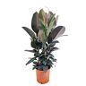 Plant in a Box Ficus Elastica Abidjan 'Rubberboom' Luchtzuiverende kamerplant Pot 24cm Hoogte 75-100cm