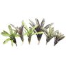 Allterra Bromelia 6-delige mix, ongepot, bromeliagewassen