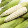 Haloppe 200 stks maïs zaden voor thuis tuin planten, maïs zaden zoete witte granen zaden Maïs Zaden