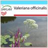 SAFLAX Cadeauset Medicinale Planten Valeriaan 200 Zaden Met geschenkdoos, kaart, etiket en potgrond Valeriana officinalis