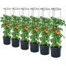 PAFEN 6x tomatenplant plantenbak 295 x 1152 mm Tomato Grower Planten tomaten tuin terras