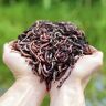 WormBox Eisenia levende regenwormen, composteer uw organisch afval Voor wormenbakken/compostbakken/tuin (500g Compostwormen (ca. 1,000 st.))