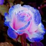 Benoon Rose zaden,30 stuks/zak Rose zaden geurige zeldzame planten blauw-roze bloei desktop plant zaden voor tuin roos zaad