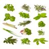 tropical-seeds Kruidenmix (keukenkruiden) 14 soorten ca. 1600 ++ zaden per soort verpakt -