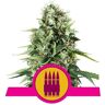 Royal Queen Seeds 3 zaden Special Queen gefeminiseerd