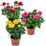 Bloomique Potroos Mix Rosa Set van 3 Kamerplant Onderhoudsvriendelijke plant voor binnen ⌀12 cm 20-30cm