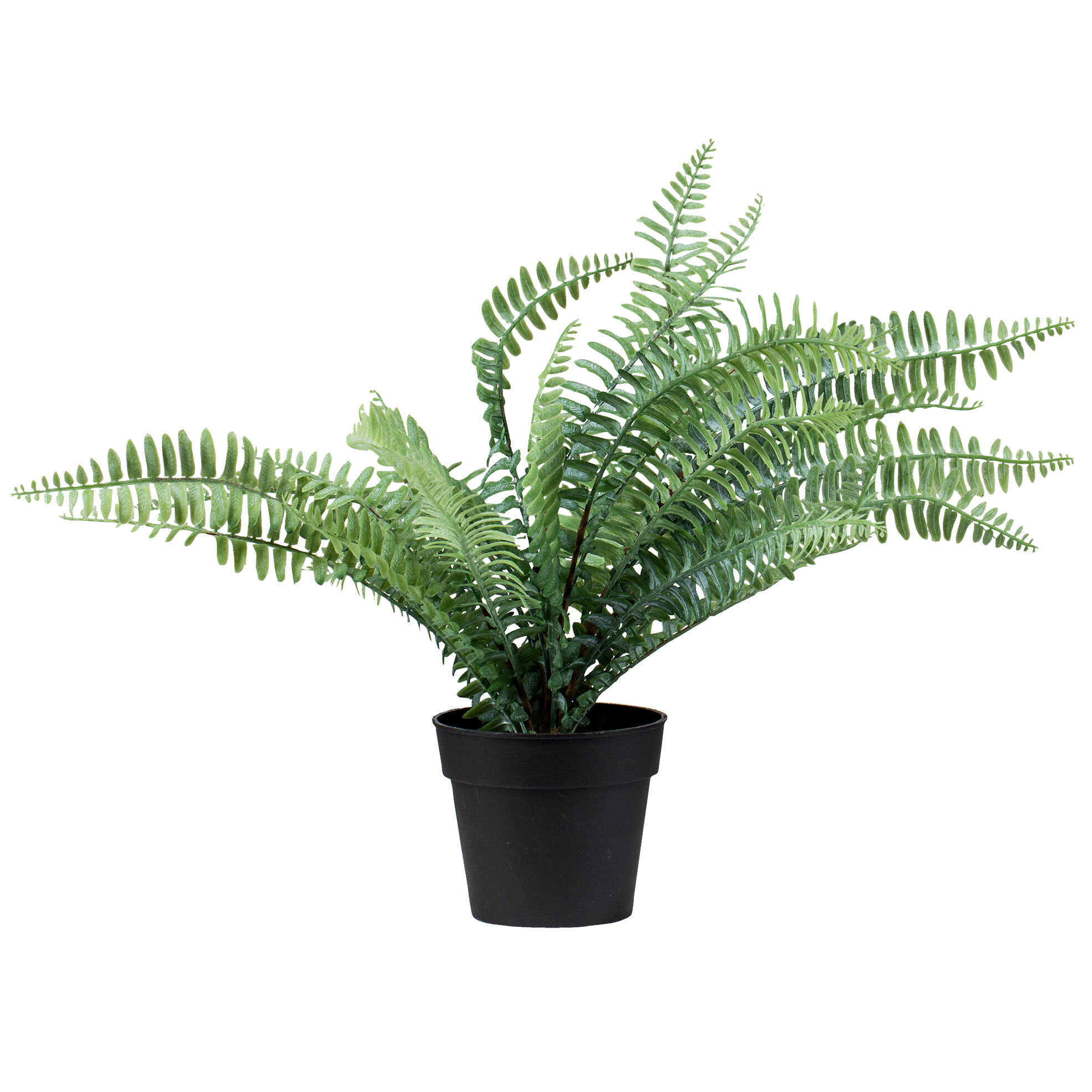 Standard produsent Plante Bregne