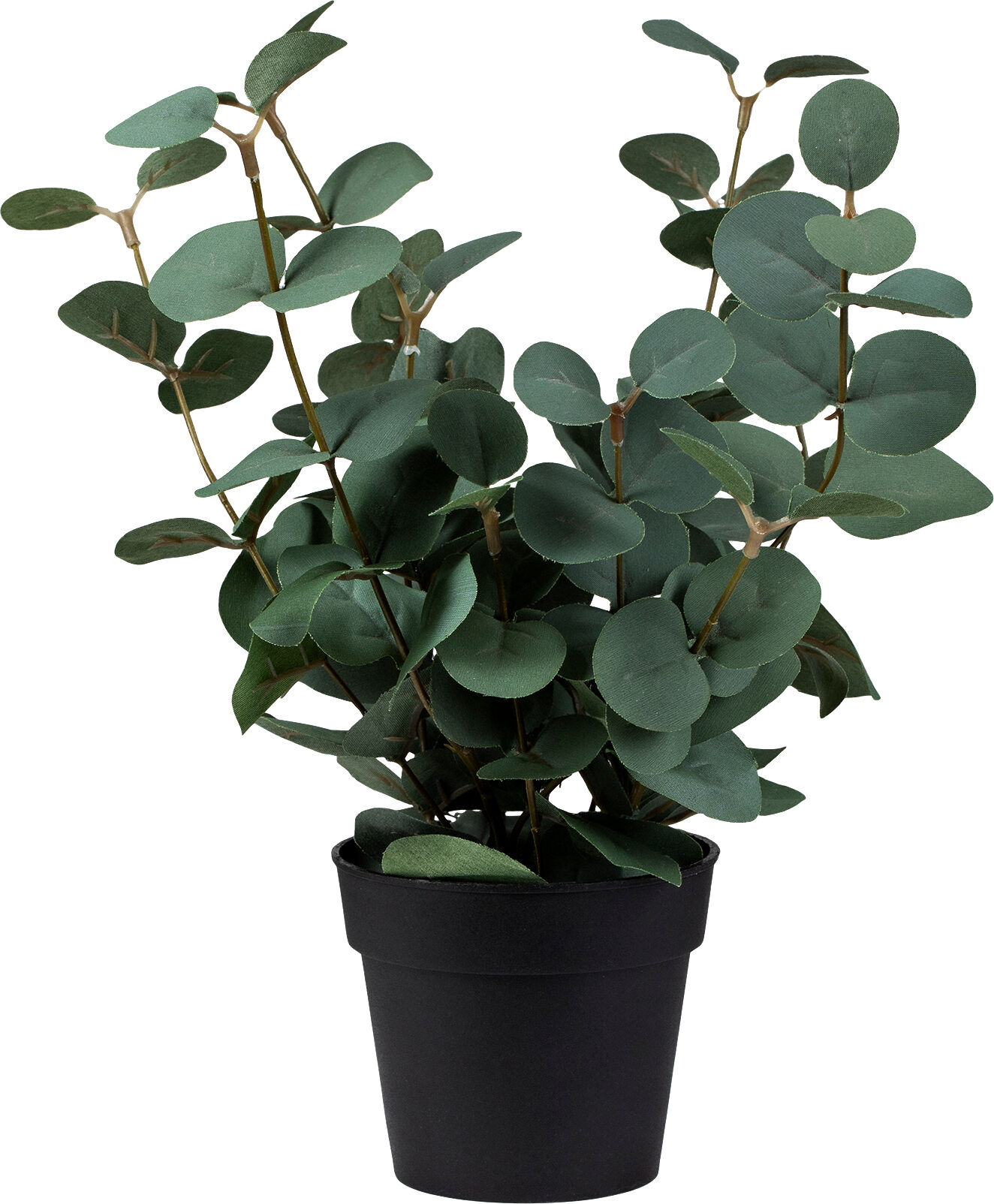 Standard produsent Plante Eucalyptus i potte