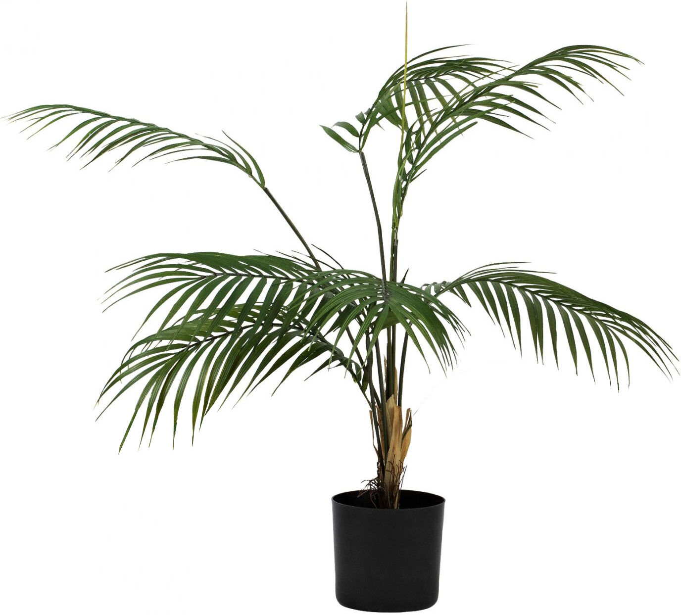 Standard produsent Plante Palme liten