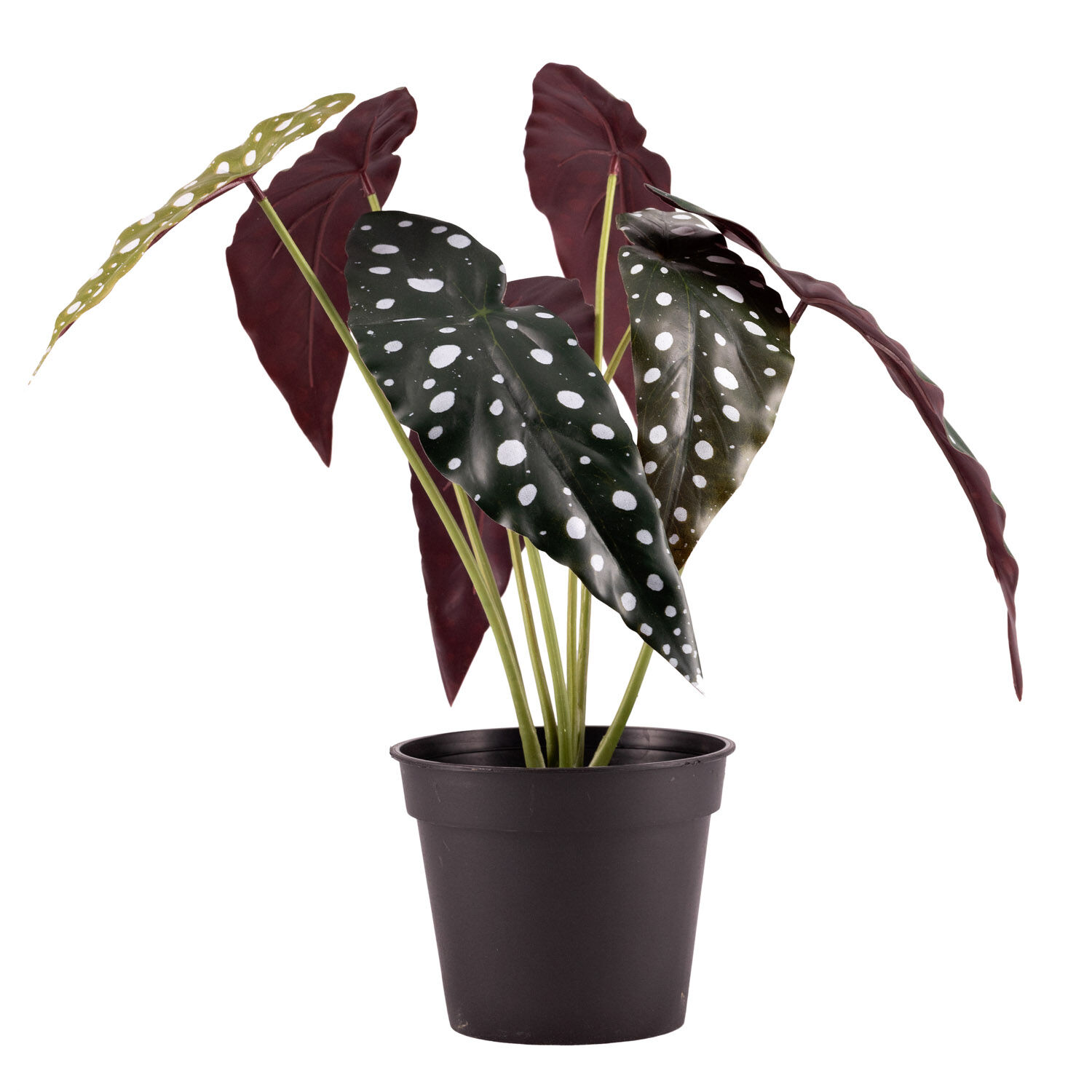 Standard produsent Plante Forell Begonia 39cm