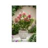 Plant In A Box Hortênsias Hydrangea Paniculata “Pinky Winky” Conjunto de 2 Pote 19Cm Altura 25-40Cm