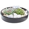 Plant In A Box Cactos e Suculentas Echeveria Lilacina Conjunto de 1 Pote 0Cm Altura 8Cm