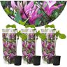 Plant In A Box Plantas com Flores Magnolia Susan Conjunto de 3 Pote 9Cm Altura 25-40Cm