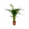 Biomaplants Planta Natural Areca (80-90 cm)