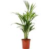 Biomaplants Planta Natural Areca (50-60 cm)