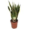 Plant In A Box Cactos e Suculentas Sansevieria Trifasciata Laurentii Conjunto de 1 Pote 21Cm Altura 65-75Cm