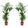 Plant In A Box Palmeiras Howea Forsteriana Conjunto de 2 Pote 18Cm Altura 90-100Cm