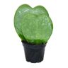 Exotenherz Hoya Kerii Planta Coração Planta Coração Ou Queridinha Coração Duplo em Vaso de 6Cm