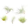 Plant In A Box Air Plants Tillandsia Conjunto de 5 Pote 5Cm Altura 5-15Cm