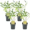 Plant In A Box Arbustos Forsythia Intermedia 'Minigold' Conjunto de 4 Pote 17Cm Altura 25-40Cm