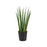 Biomaplants Planta Natural Sansevieria Cylindrica (20-30 cm)