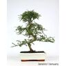 Luso Bonsai Bonsai Operculicarya de 10 Anos