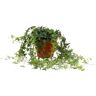 Biomaplants Planta Natural Hera Jacobine (30-40 cm)