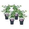 Plant In A Box Arbustos Syringa Vulgaris 'Ludwig Spath' Conjunto de 4 Pote 17Cm Altura 25-40Cm