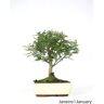 Luso Bonsai Bonsai Operculicarya de 7 anos