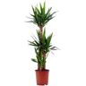 Biomaplants Planta Natural Yuca Gigante 110-120 Cm Vaso 24 Cm