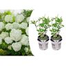 Plant In A Box Hortênsias Hydrangea Strong Annabelle Conjunto de 2 Pote 19Cm Altura 30-40Cm
