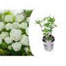 Plant In A Box Hortênsias Hydrangea Strong Annabelle Conjunto de 1 Pote 19Cm Altura 30-40Cm
