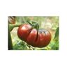 S/marca Conjunto 35 Sementes de Tomate Preto Da Crimeia Antigo Método Orgânico de Vegetais de Horta