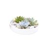 Plant In A Box Cactos e Suculentas Echeveria Lilacina Conjunto de 1 Pote 0Cm Altura 8Cm