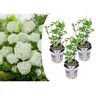 Plant In A Box Hortênsias Hydrangea Strong Annabelle Conjunto de 2 Pote 19Cm Altura 30-40Cm