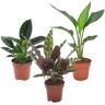 Plant In A Box Misturas de Plantas Goeppertia Insignis Philodendron Green Princess Strelitzia Reginae Conjunto de 3 Pote 12Cm Altura -