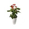 Lizgarden Planta Natural com Flor Antúrio Vermelho com 90 Cm Antúrio