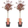 Plant In A Box Bordos Japoneses Acer Palmatum 'Shaina' Conjunto de 2 Pote 19Cm Altura 80-90Cm