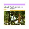 Saflax Árvore de Salsicha Kigelia Pinnata Var. Africana 10 Sementes